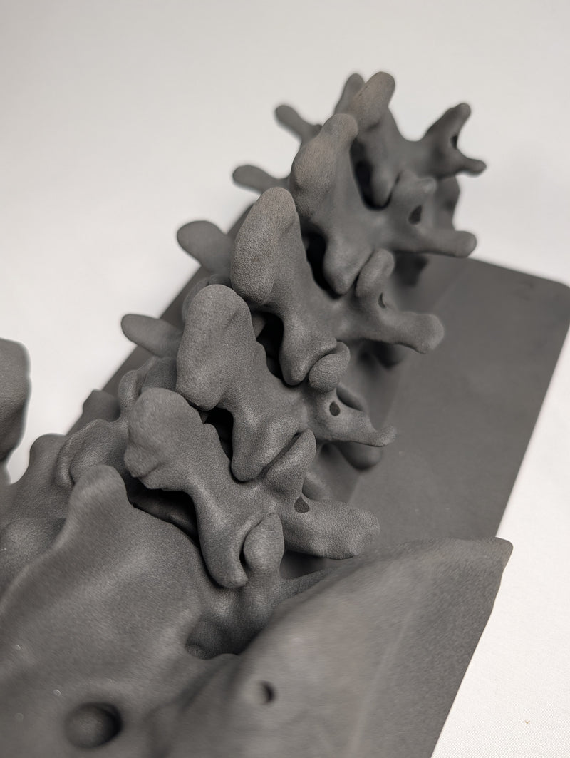 Spinal Anatomy, Captured in Durable SLS Nylon
